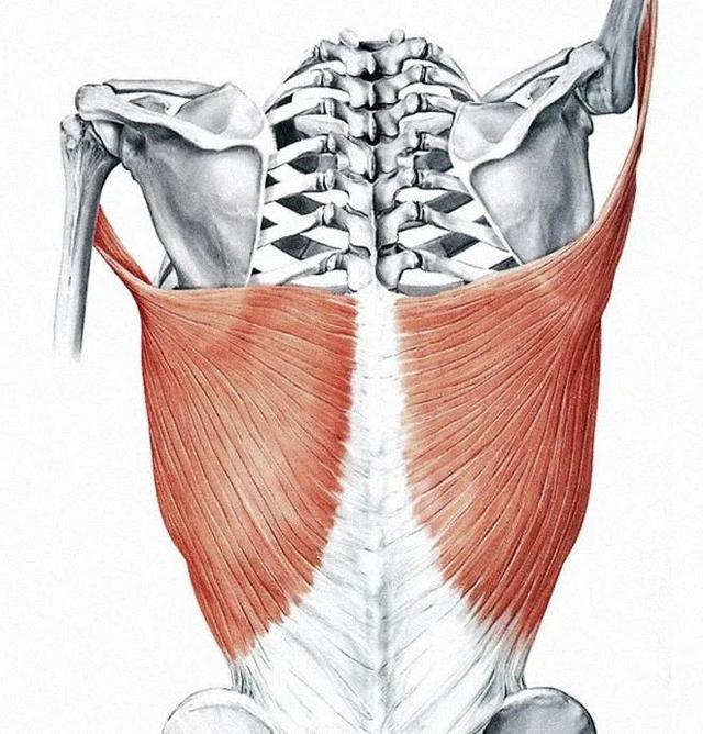 怎么练下背肌群，4招下背核心训练
