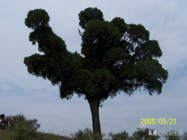 以稀奇的古树名木而闻名的村庄，光阴故事里的天水古树