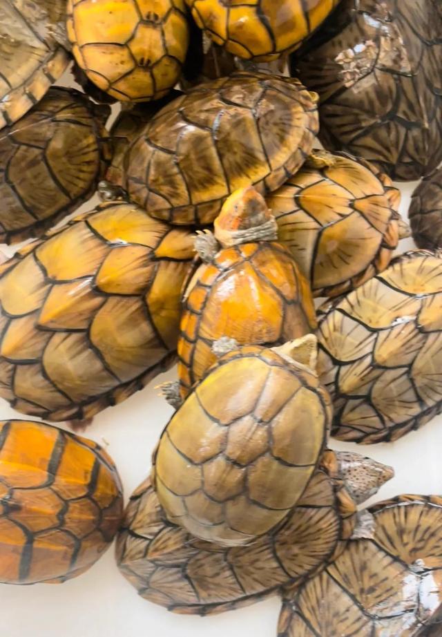 越养越好看的蛋龟，“三大巨蛋”之一的墨西哥巨蛋龟