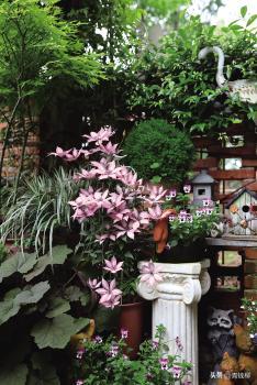 角堇从种子到开花，小花园年年增加的植物--角堇