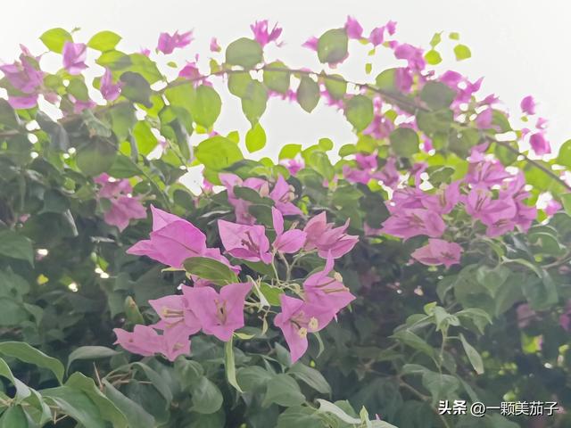 三角梅的含义与花语，最美三角梅广东叫