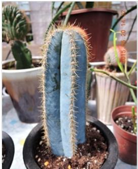 仙人掌的生长过程，仙人掌植物的生长过程