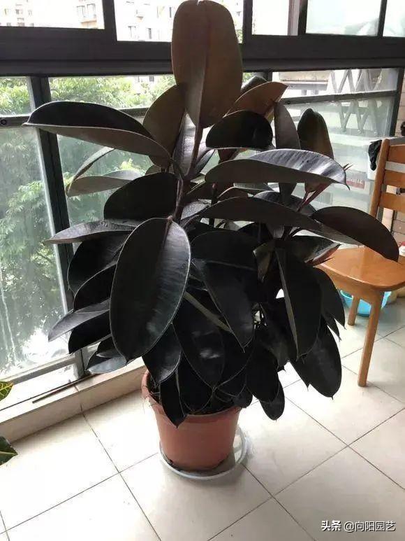 最适合室内阳台的十大植物，10种网红观叶植物