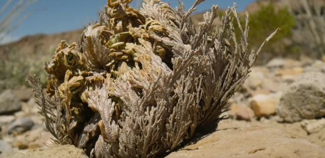 沙漠里有哪些植物，沙漠中的常见植物（推荐6款盆栽沙漠植物）