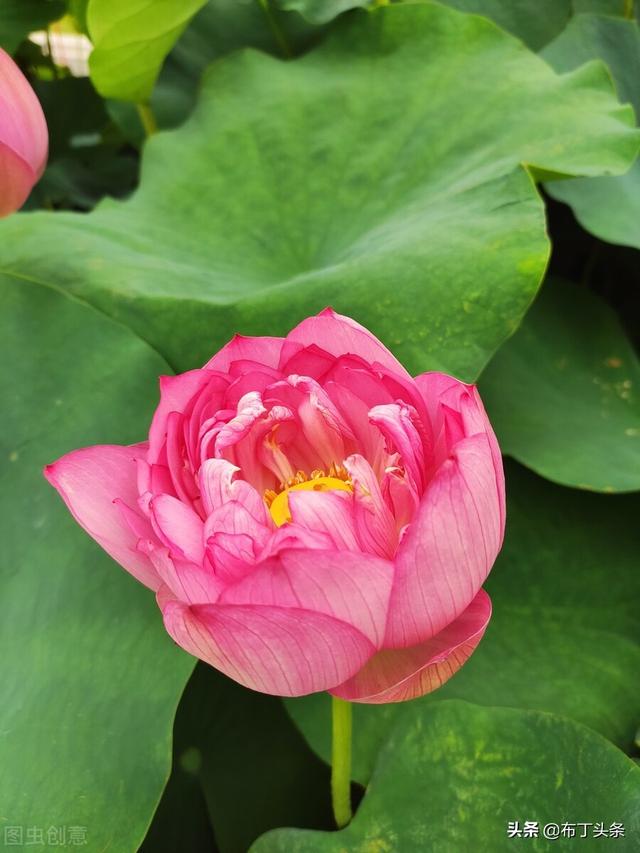 荷花诗词诗句，咏荷花诗词十四首