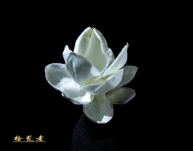 茉莉花代表的寓意是什么,好一朵茉莉花象征 茉莉花代表的寓意是什么,好一朵茉莉花象征