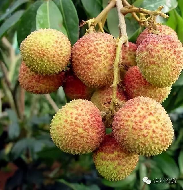 广东灵山荔枝采摘，灵山荔枝已成熟