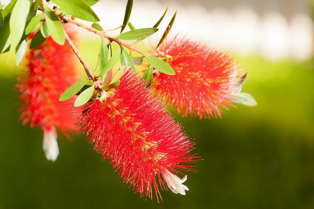花卉图片及名称大全，常见绿植花卉及名称大全（100种常见花图鉴）