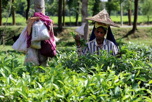 最前沿新式的茶叶销售模式，“2两茶叶2斤包装”又露面