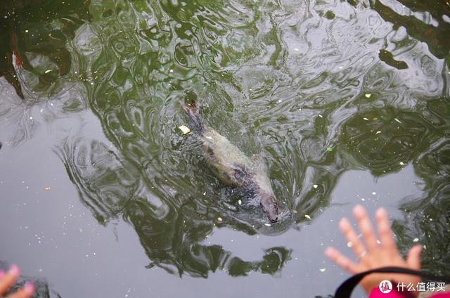 厦门大明湖春节有什么好玩的地方，厦门大明湖畔：水仙绽放贺春来