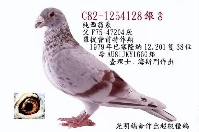 詹森种鸽排名前十名，那些默默无闻的种鸽