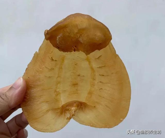 人工合成鱼胶图片，合成鱼胶怎么分辨