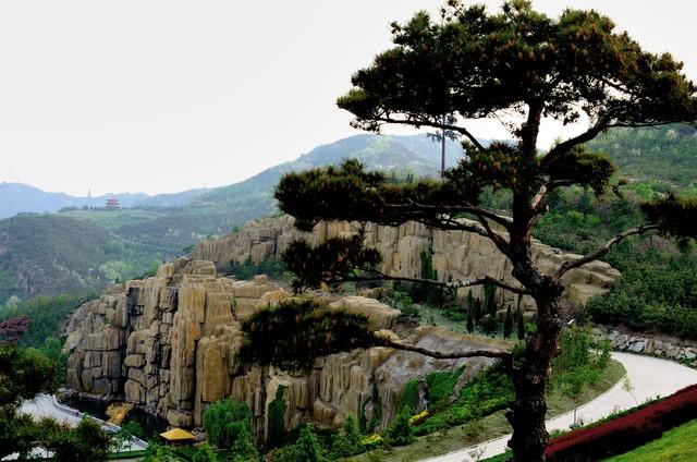 2米高罗汉松价格多少，2米高罗汉松价目表