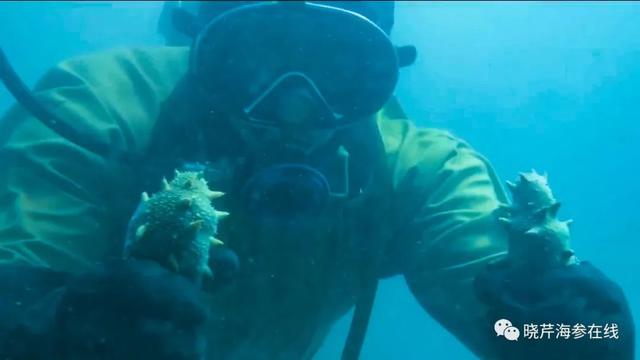 海参为什么越小越贵，为什么有的海参贵（海参便宜和贵的区别）