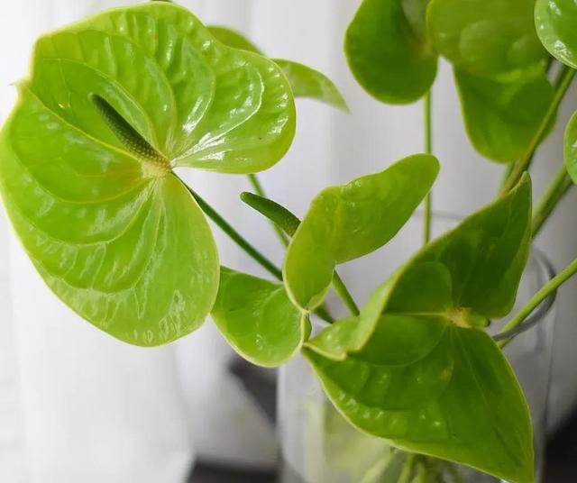 春天丛生的开花植物，50种花春天播种