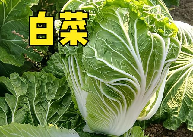 现在适合种什么菜，现在这个季节种植什么蔬菜最好（这10种蔬菜可以种植）