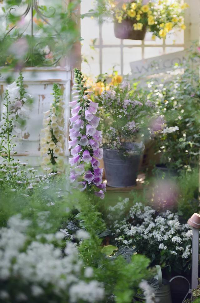 法式花园如何欣赏，海妈花园访问阳台花园满分案例