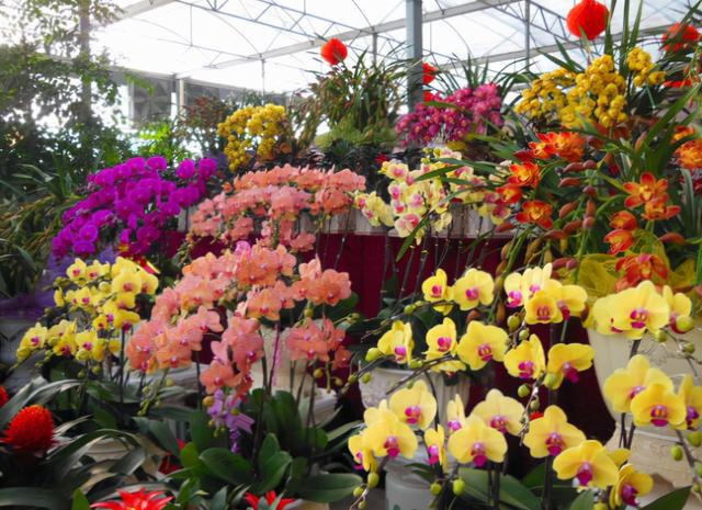 最漂亮的20种花，10种花中贵货太好看