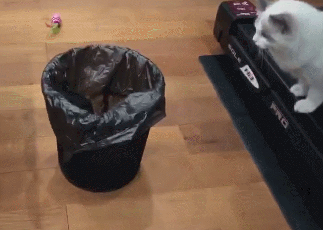 种猫，新手建议养的四种猫