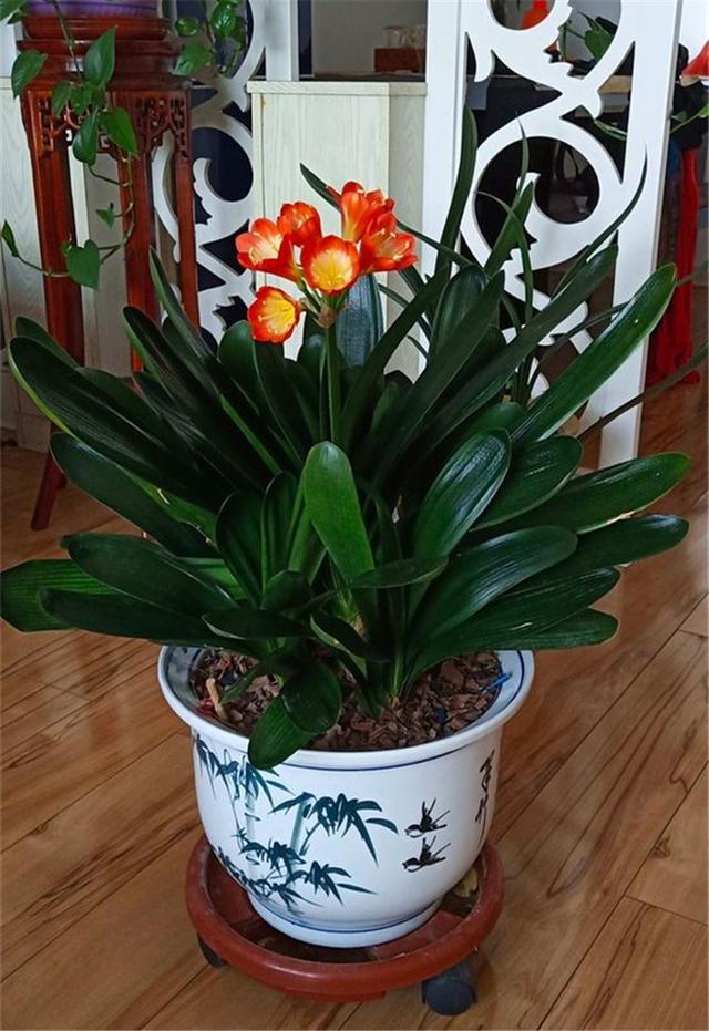 家里多养花的6大好处，10个养花好处