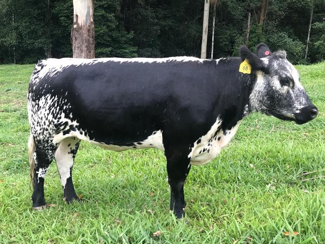 世界上所有牛的品种识别，一种英国杂交牛