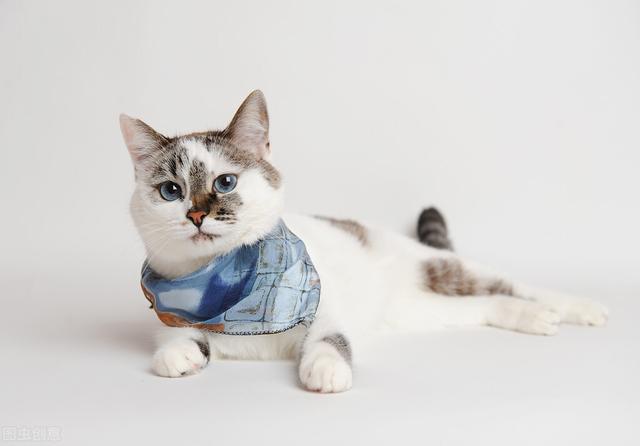 猫咪出现应激反应会有哪些现象，在什么情况下猫会出现应激反应