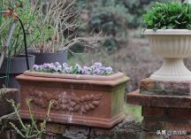 角堇从种子到开花，小花园年年增加的植物--角堇