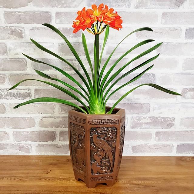 君子兰不开花怎么办才能开花，用“啤酒水”擦叶子