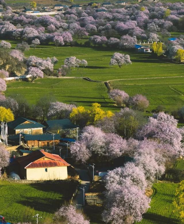 2022年林芝桃花节什么时候开始，2022年林芝桃花节3月23日开幕