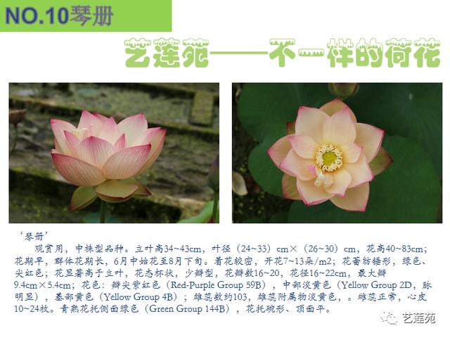 名贵荷花十大品种，最大的荷花品种排行榜