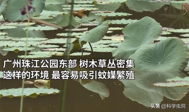 蚊子生殖方式，蚊子是怎么繁殖出来的