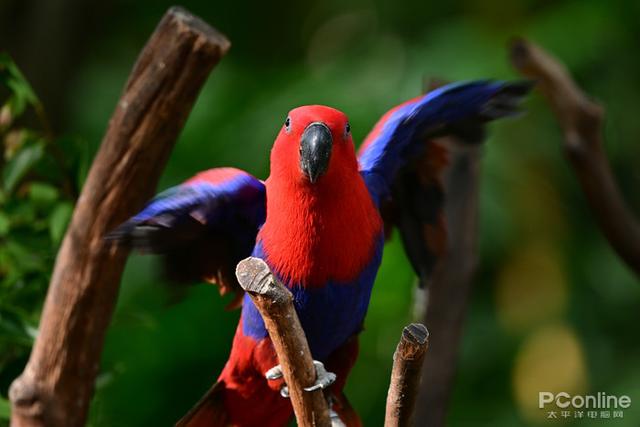 尼康微单相机推荐z9，入手旗舰全画幅相机