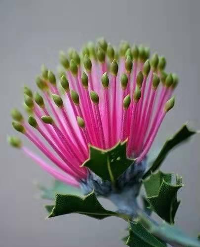 奇花异草160种，25种奇花异草第1集