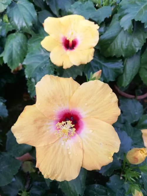 日出扶桑一丈高，朝观流水一声叹暮看高山千树摇