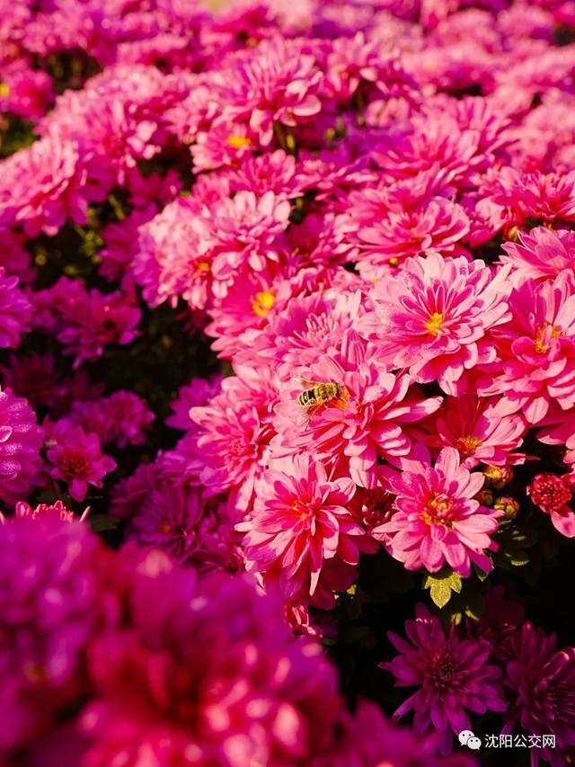 我们身边的沈阳，他曾数十次翱翔在沈阳的上空