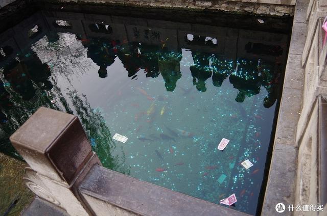 厦门大明湖春节有什么好玩的地方，厦门大明湖畔：水仙绽放贺春来