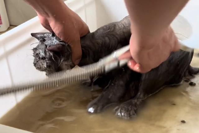 最好看的三种长毛猫，“靠颜值打天下”的几种猫咪