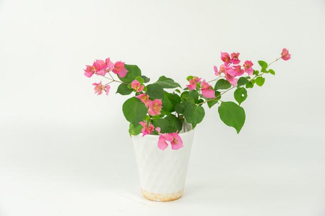 什么花四季都开，一年四季开花不断的花（5种漂亮的花）