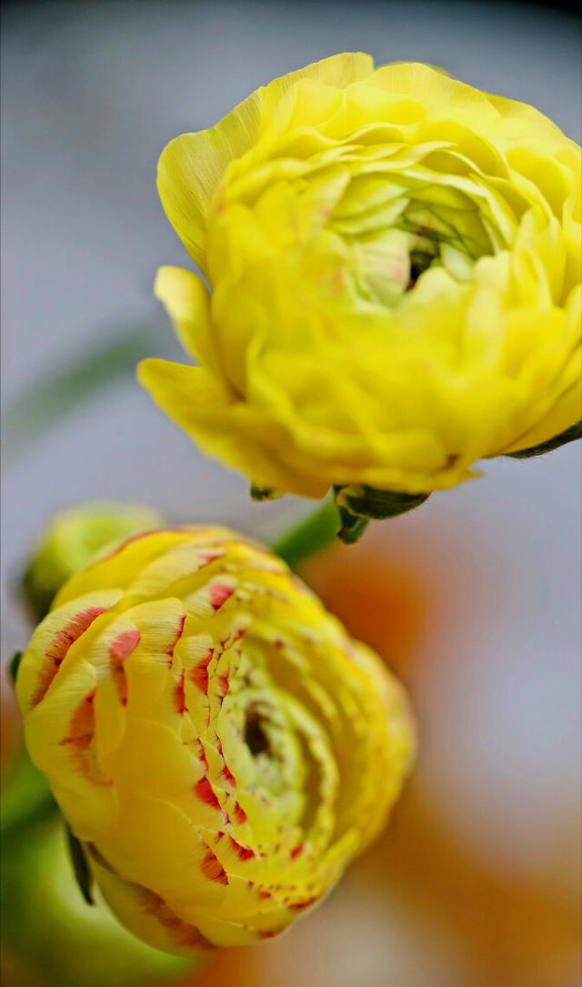 一花一草一世界，一花一草一世界 唯美句子（一花一草一世界）