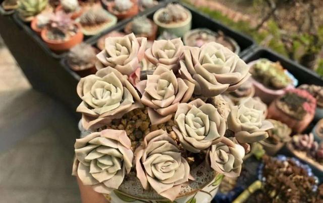 和玫瑰花很像的花，像玫瑰一样的多肉植物（多肉界的“小玫瑰”）