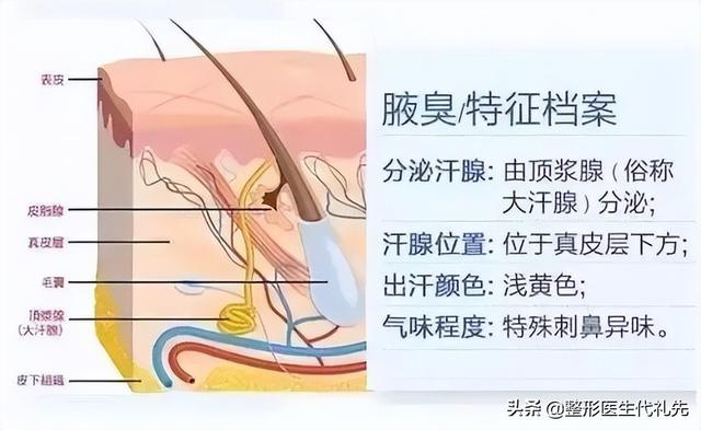 狐臭跟腋臭怎么区分呢(狐臭腋臭怎么能去根)