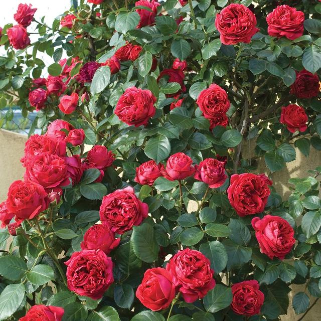 粉色龙沙宝石月季，粉色龙沙宝石和什么月季搭配好看（粉色的龙沙宝石复花了）