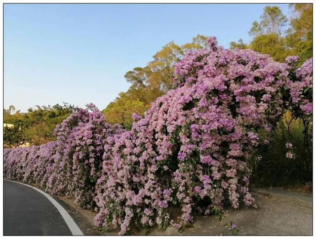 什么花好看又好养，开花好看又好养的花卉（种一盆好看又好养）
