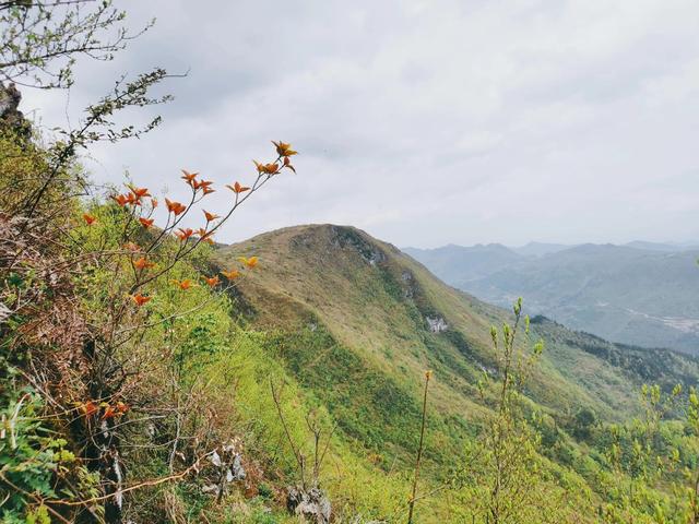 蜀地深山野生蜂蜜，贵州大山里的野生土蜂蜜