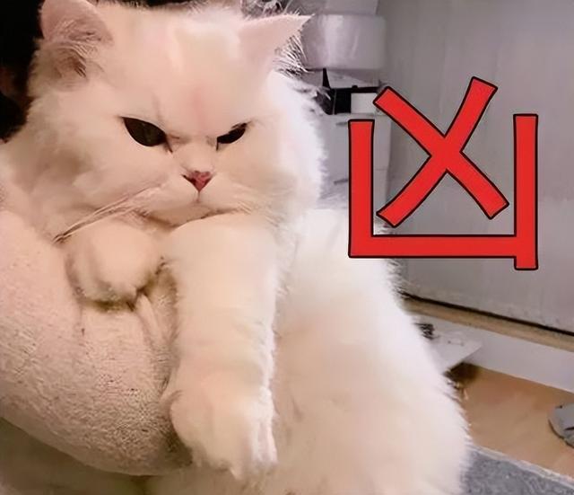 母猫应该绝育吗，它真的没有你想象的那么神奇