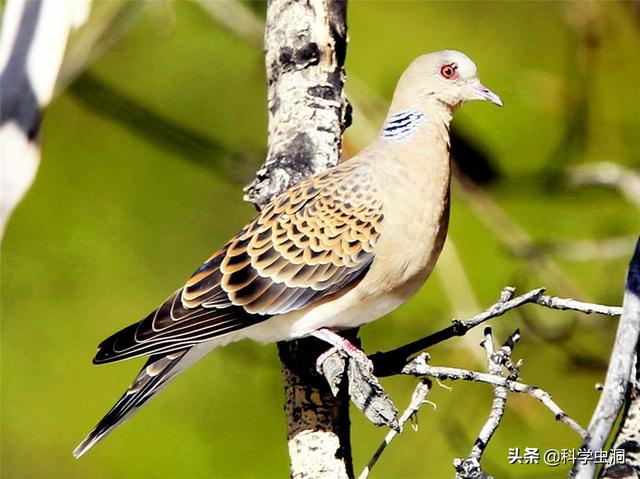 野生斑鸠有多少种，但为何很少会看到斑鸠巢穴