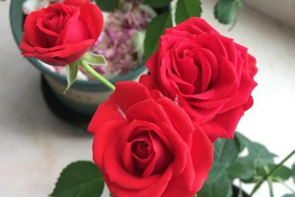 必养九种月季，值得入手的月季清单