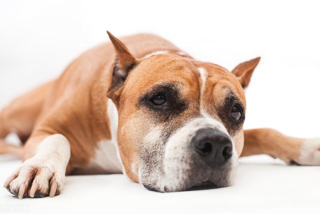 狗吐食物是怎么回事呢，狗狗呕吐一般都是什么原因