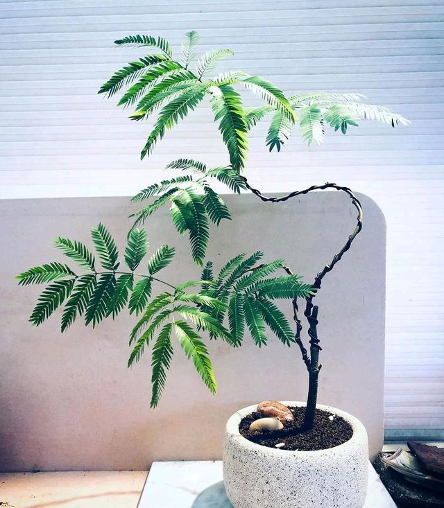 花期长的网红植物，年年是“开花机器”