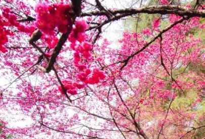 武汉大学樱花节，今年武大樱花开放时间（武汉大学对公众开放预约赏樱）